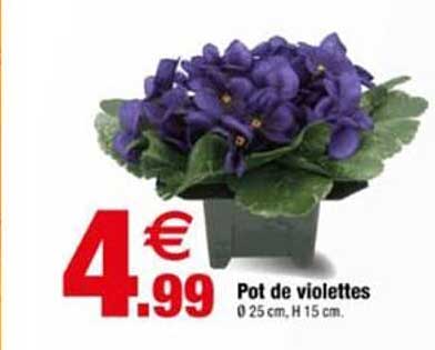 Pot de violettes