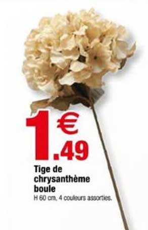 Tige de chrysanthème boule