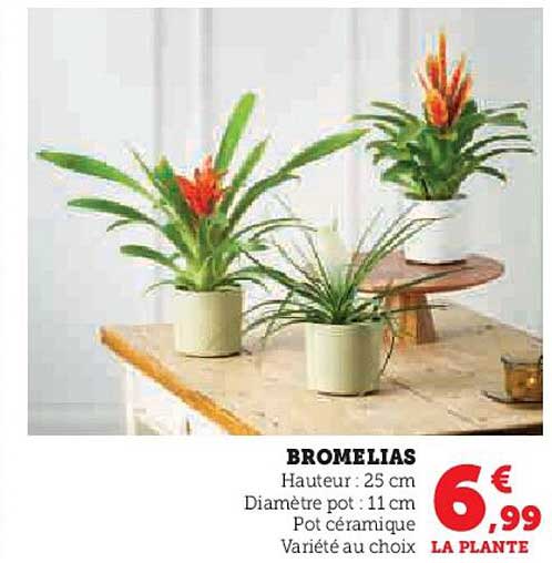 BROMELIAS