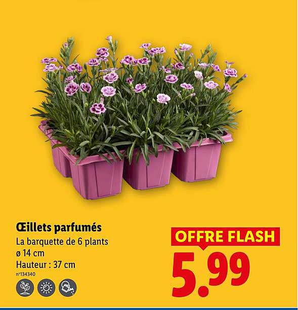 Œillets parfumés