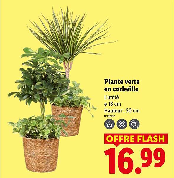 Sitemapcdatahttpswwcinfbizidplante Verte Lidl