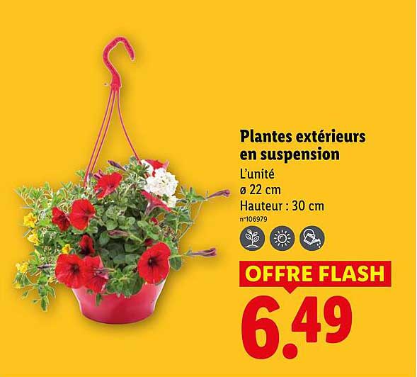 Plantes extérieurs en suspension