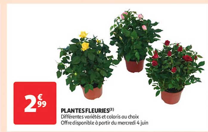 PLANTES FLEURIES