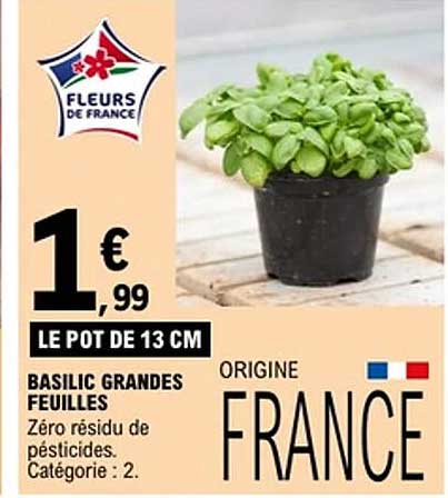 BASILIC GRANDES FEUILLES