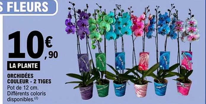 LA PLANTE ORCHIDÉES COULEUR - 2 TIGES