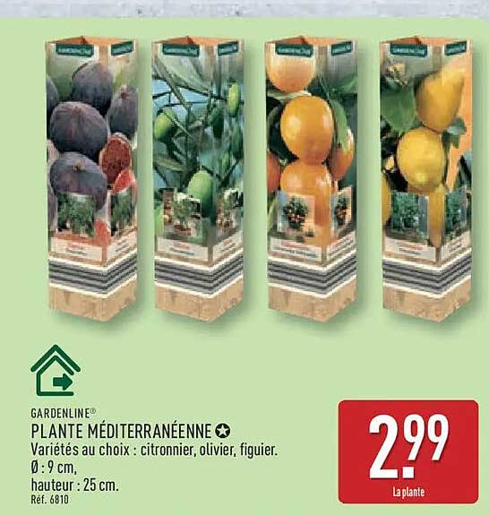 PLANTE MÉDITERRANÉENNE