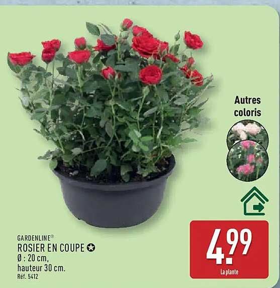 ROSIER EN COUPE