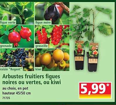 Arbustes fruitiers figues noires ou vertes, ou kiwi au choix, en pot hauteur 45/50 cm