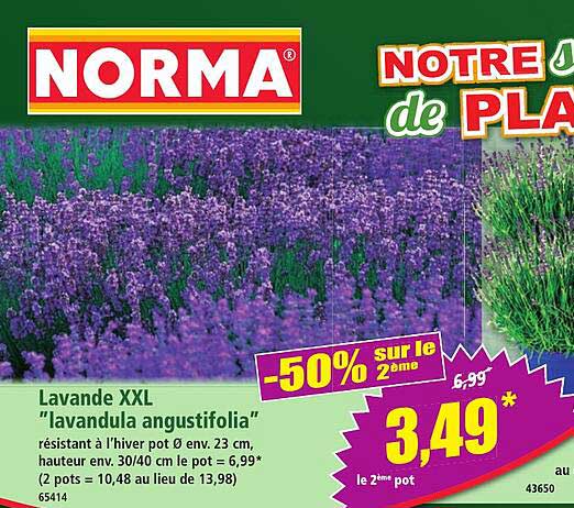 Lavande XXL "lavandula angustifolia"