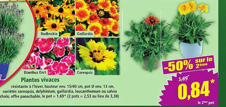 Plantes vivaces