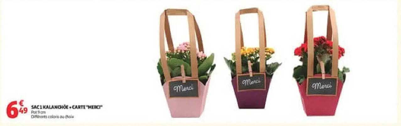 SAC 1 KALANCHOE + CADEAU "merci"