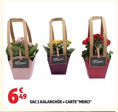 SAC 1 KALANCHOE + CARTE "MERCI"