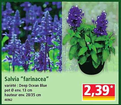 Salvia "farinacea"