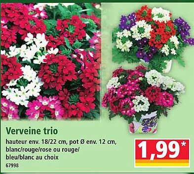 Verveine trio
