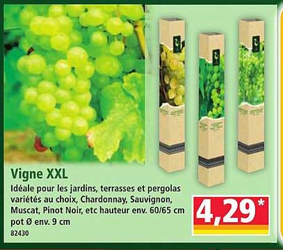 Vigne XXL