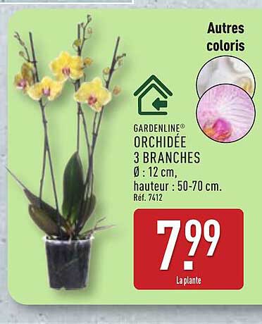 GARDENLINE ORCHIDÉE 3 BRANCHES