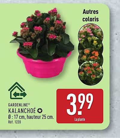 KALANCHOÉ