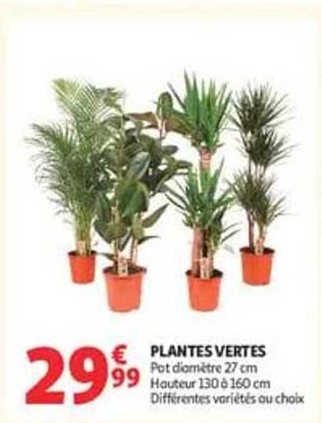 PLANTES VERTES