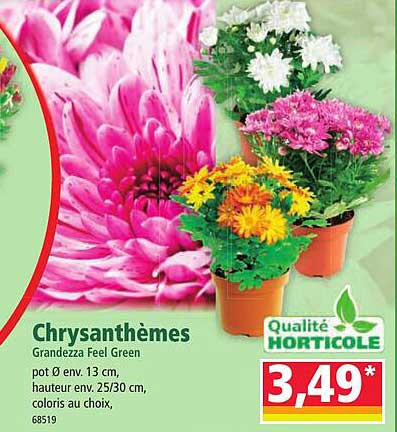 Chrysanthèmes
