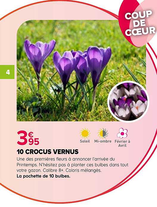 10 CROCUS VERNUS