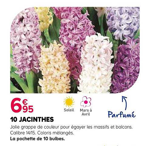 10 JACINTHES