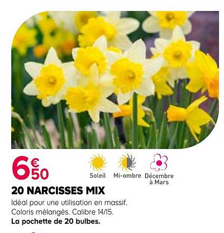 20 NARCISSES MIX