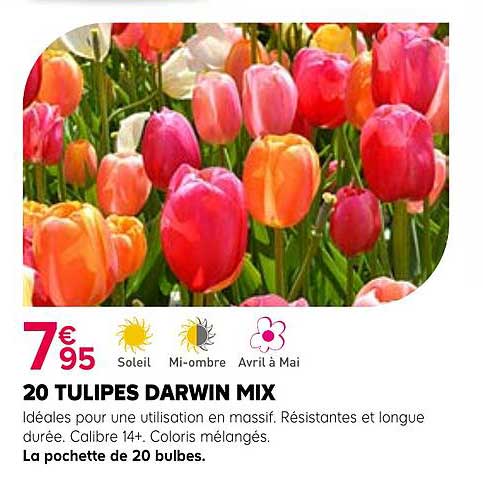 20 TULIPES DARWIN MIX