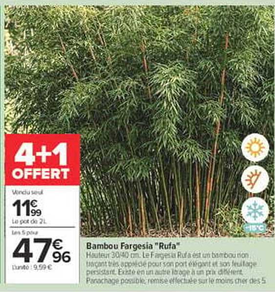4+1 OFFERT