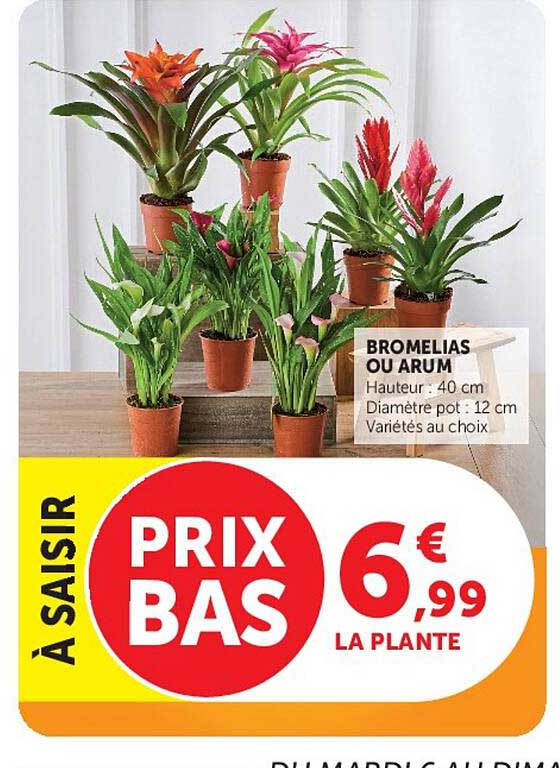 À SAISIR PRIX BAS 6,99 LA PLANTE