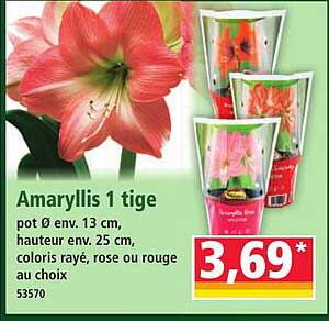 Amaryllis 1 tige