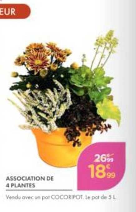 ASSOCIATION DE 4 PLANTES