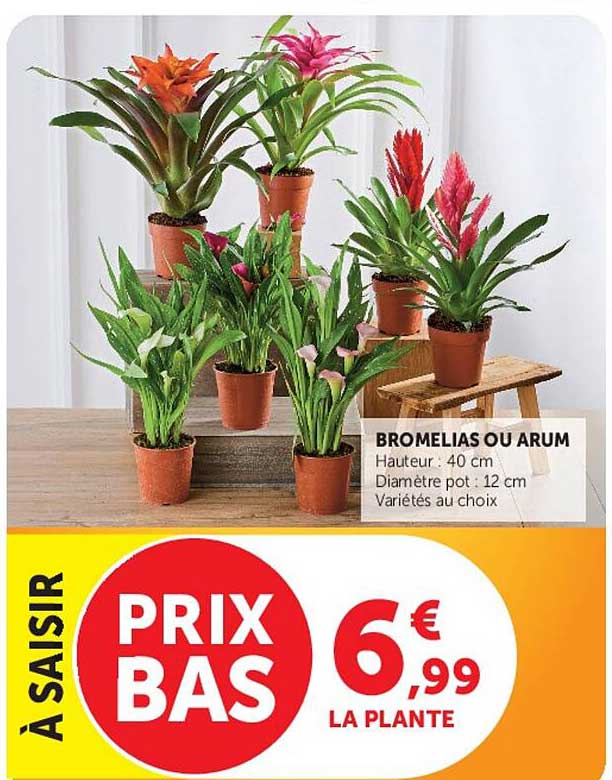 BROMELIAS OU ARUM