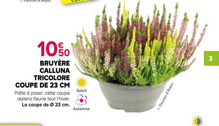 BRUYÈRE CALLUNA TRICOLORE COUPE DE 23 CM