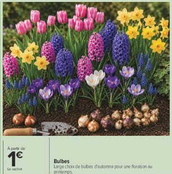 Bulbes