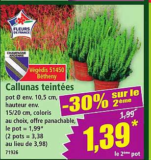Callunas teintées