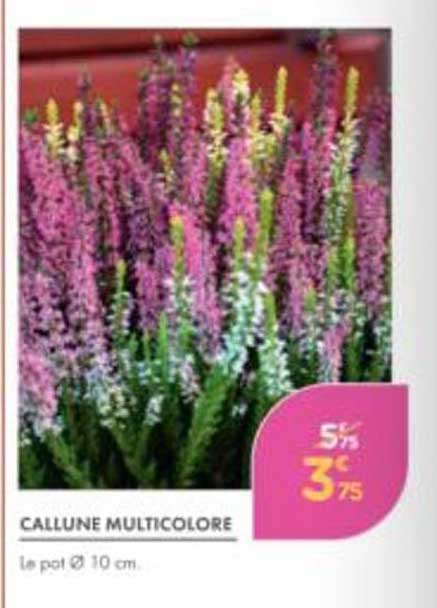 CALLUNE MULTICOLORE
