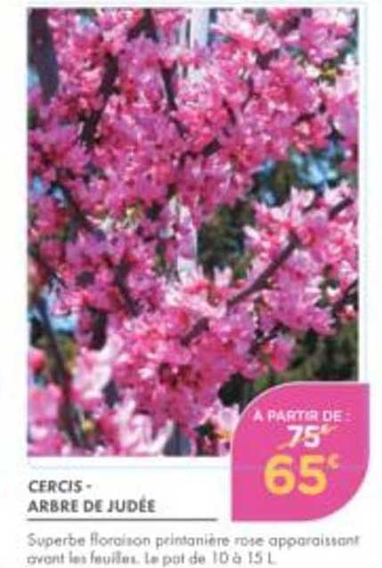 CERCIS - ARBRE DE JUDÉE