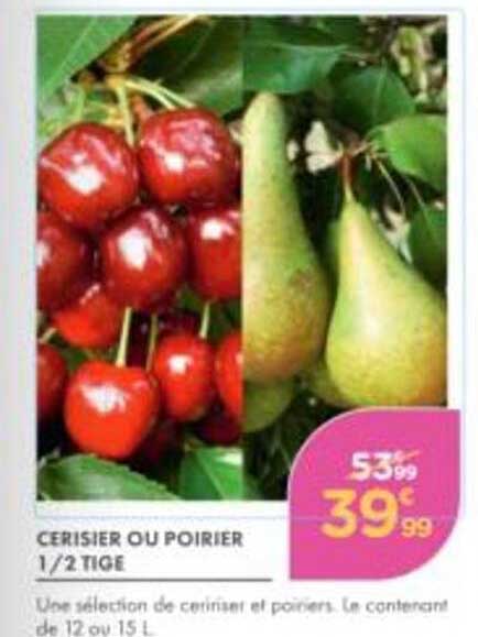 CERISIER OU POIRIER 1/2 TIGE