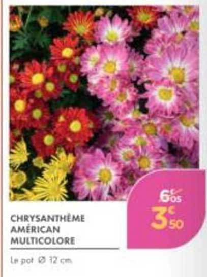 CHRYSANTHÈME AMERICAN MULTICOLORE