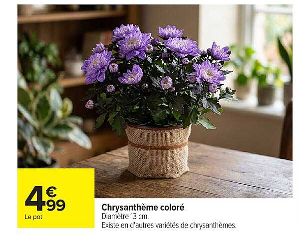 Chrysanthème coloré