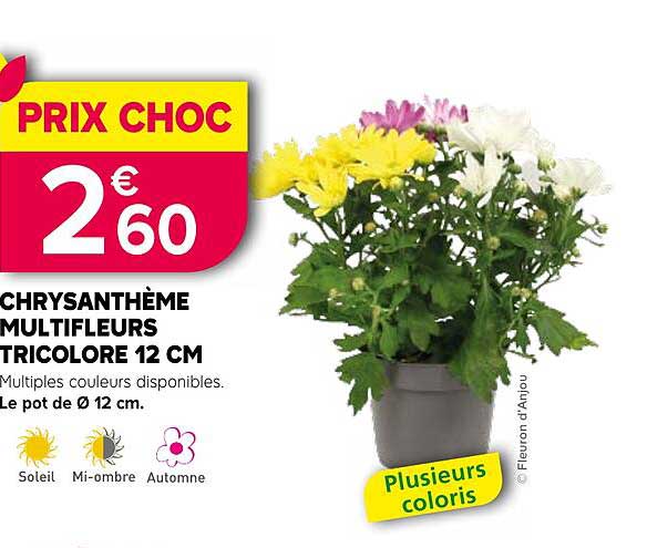 CHRYSANTHÈME MULTIFLEURS TRICOLORE 12 CM