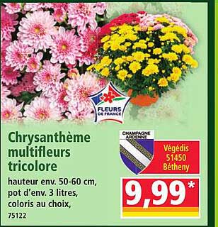 Chrysanthème multifleurs tricolore