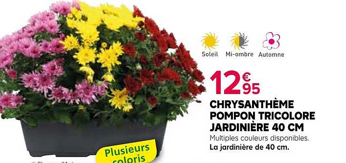 CHRYSANTHÈME POMPON TRICOLORE JARDINIÈRE 40 CM