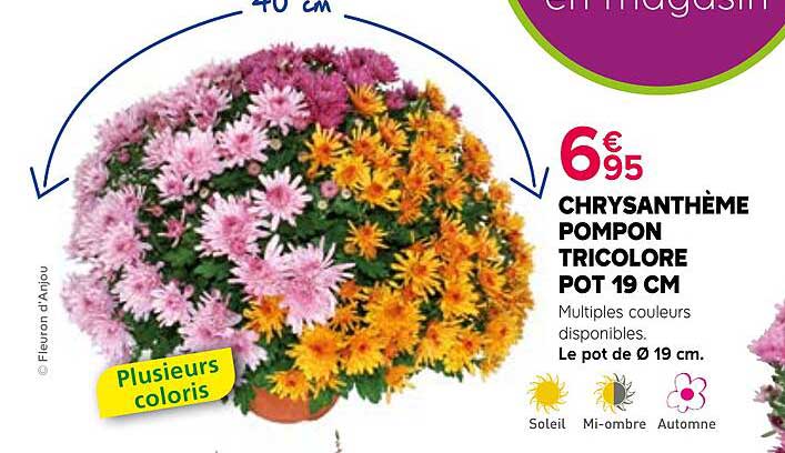 CHRYSANTHÈME POMPON TRICOLORE POT 19 CM