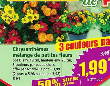 Chrysanthèmes mélange de petites fleurs pot Ø env. 19 cm, hauteur env. 25 cm, 3 couleurs par pot au choix, offre panachable, le pot = 3,99*