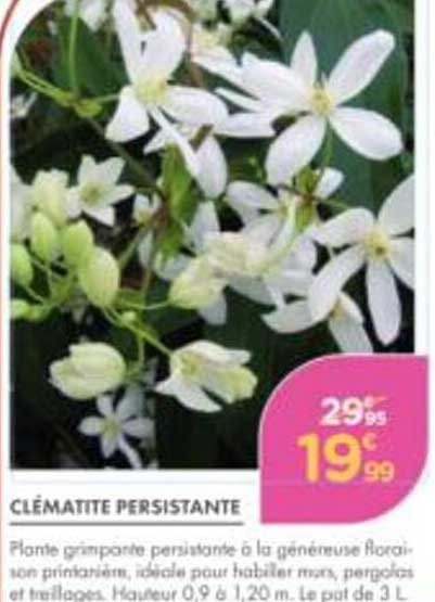 CLÉMATITE PERSISTANTE