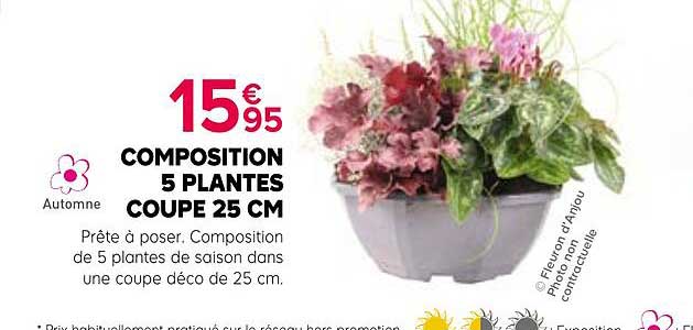 COMPOSITION 5 PLANTES COUPE 25 CM