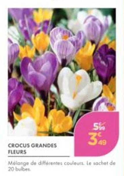 CROCUS GRANDES FLEURS