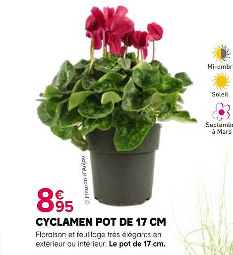 CYCLAMEN POT DE 17 CM
