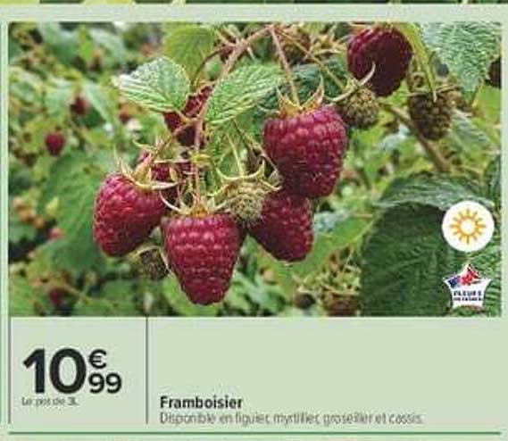 Framboisier